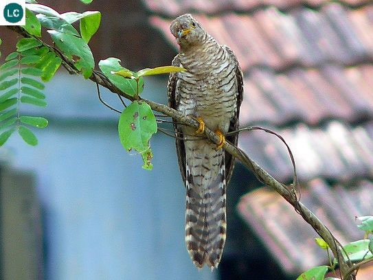 Picture 3 of The truth about Vietnam's strange 'tied her up' bird