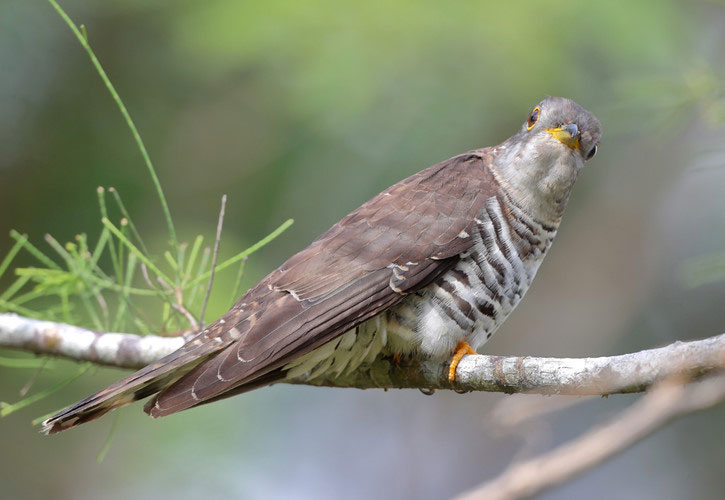 Picture 4 of The truth about Vietnam's strange 'tied her up' bird