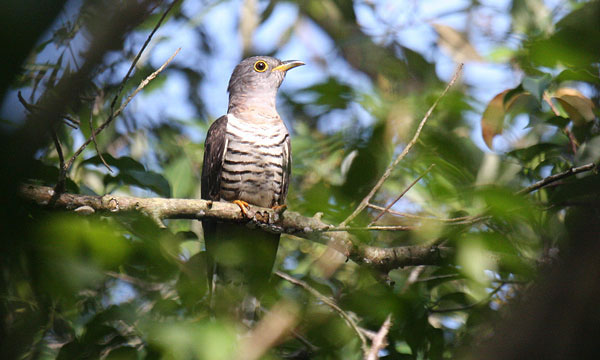 Picture 5 of The truth about Vietnam's strange 'tied her up' bird
