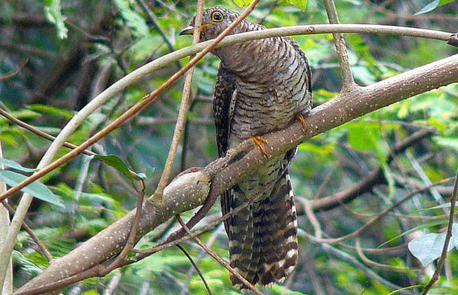 Picture 6 of The truth about Vietnam's strange 'tied her up' bird