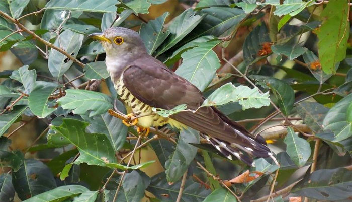 Picture 7 of The truth about Vietnam's strange 'tied her up' bird
