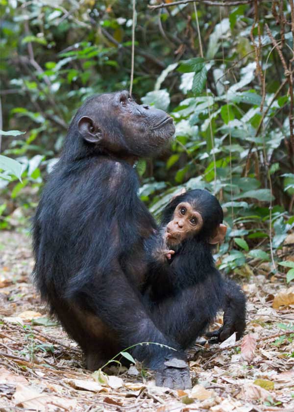 The truth behind the mysterious ape that can hunt and eat lions in Africa Picture 2