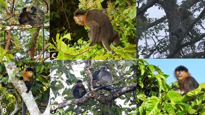 Picture 2 of The truth behind the 'mysterious monkey hybrid' in Malaysia
