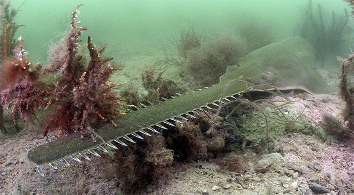 Picture 1 of The unusual behavior of fish makes scientists have a headache looking for explanations