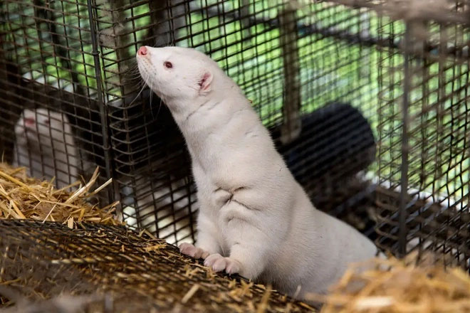 Picture 1 of The US announced the first cases of nCoV infection from mink
