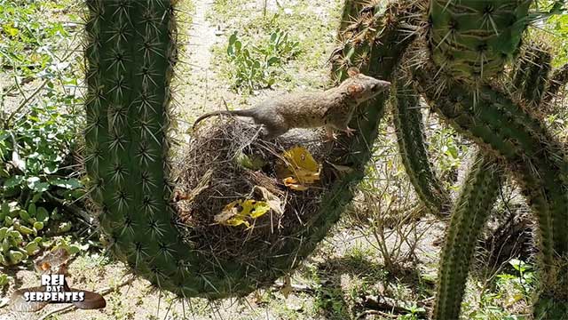 Picture 1 of The venomous snake didn't have time to be happy to see this animal, but it was slaughtered right after