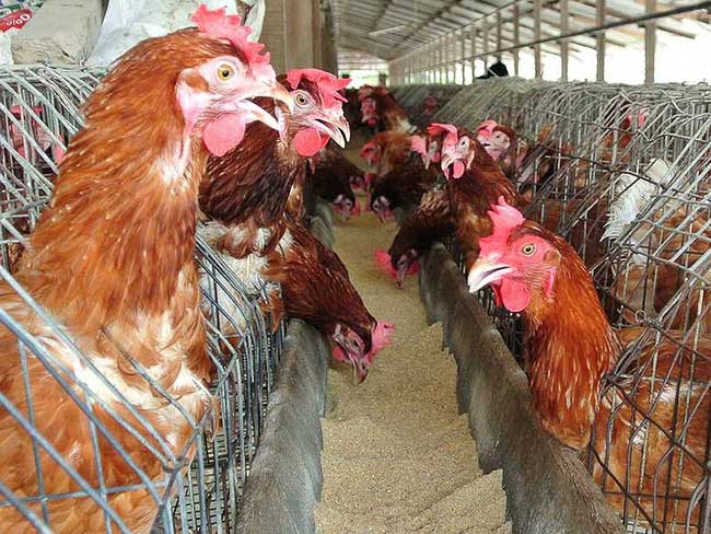 The world's first death from H3N8 bird flu in China Picture 1