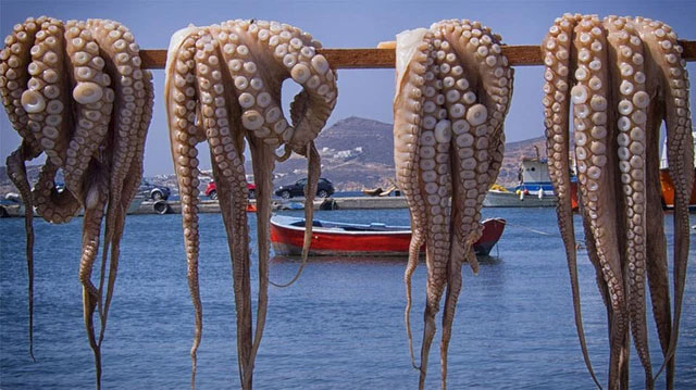 The world's first octopus super farm encountered opposition from the scientific world Picture 3