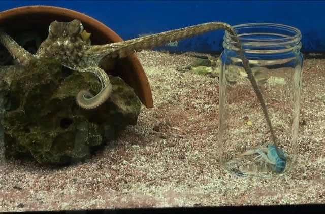 The world's first octopus super farm encountered opposition from the scientific world Picture 4
