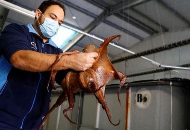 The world's first octopus super farm encountered opposition from the scientific world Picture 5