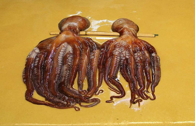 The world's first octopus super farm encountered opposition from the scientific world Picture 6