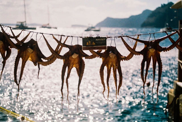 The world's first octopus super farm encountered opposition from the scientific world Picture 7