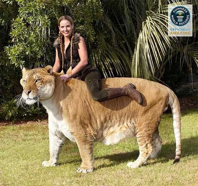 Picture 3 of The world's largest 'cat', about the size of a saber-toothed tiger