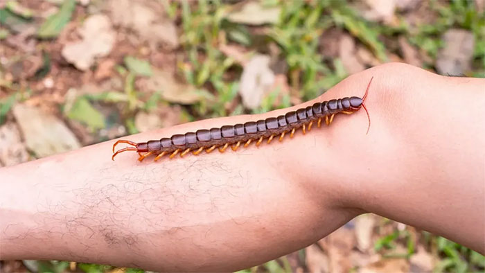 The world's largest centipede can eat mice, lizards and bats Picture 1