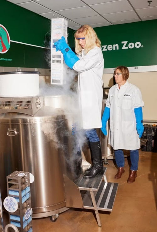 Picture 2 of The world's largest frozen animal bank