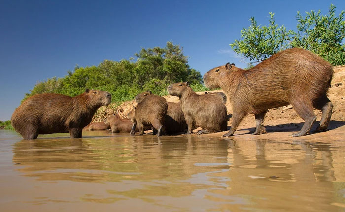Picture 3 of The world's largest living rat can weigh up to half a ton.