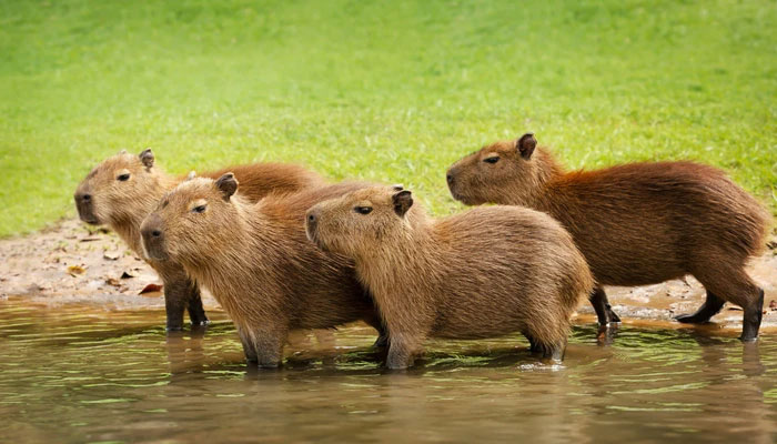 Picture 4 of The world's largest living rat can weigh up to half a ton.