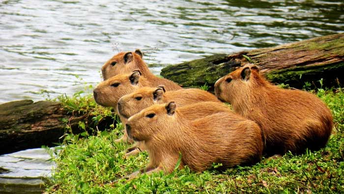 Picture 5 of The world's largest living rat can weigh up to half a ton.