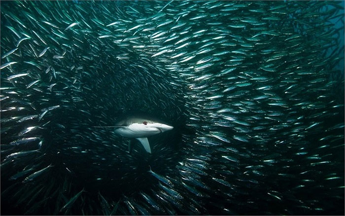 Picture 1 of The world's largest sardine migration