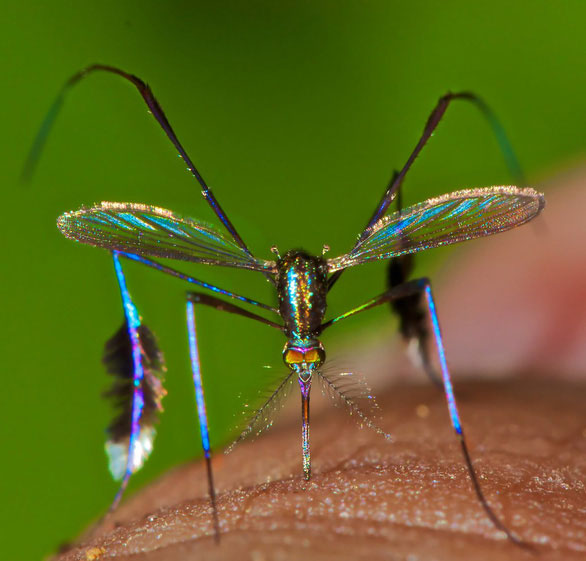 Picture 2 of The world's most beautiful mosquito species is sought after by photographers