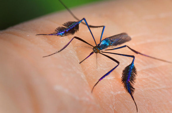 Picture 3 of The world's most beautiful mosquito species is sought after by photographers