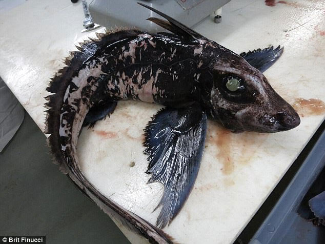 The world's most mysterious creature has a very 'cool' name, its ancestors lived nearly 400 million years ago! Picture 2