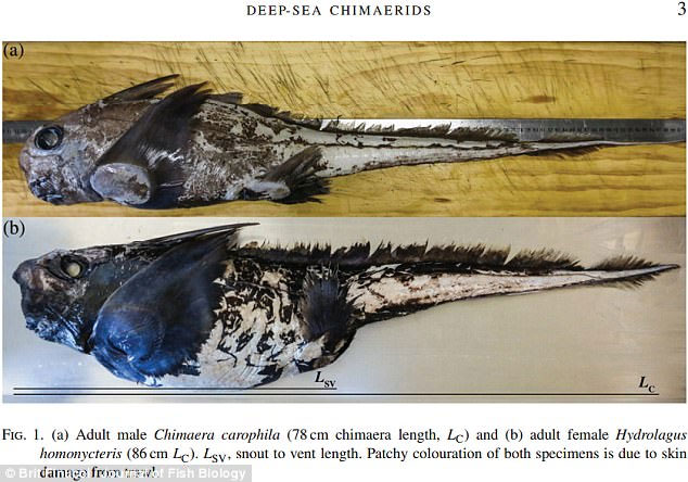 The world's most mysterious creature has a very 'cool' name, its ancestors lived nearly 400 million years ago! Picture 3