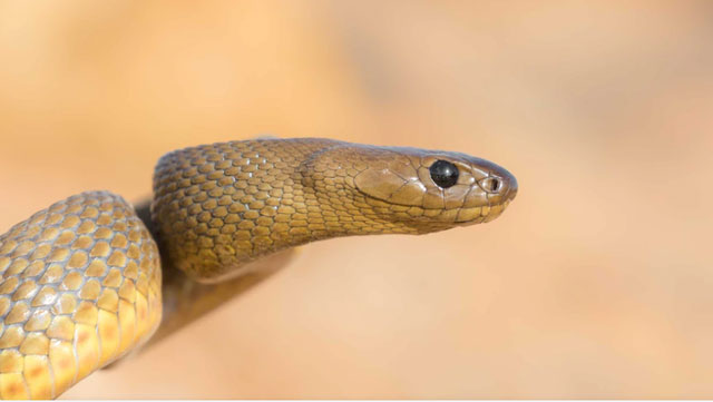 Picture 3 of The world's number 1 venomous snake and Mulga snake battle for survival, unexpected outcome!