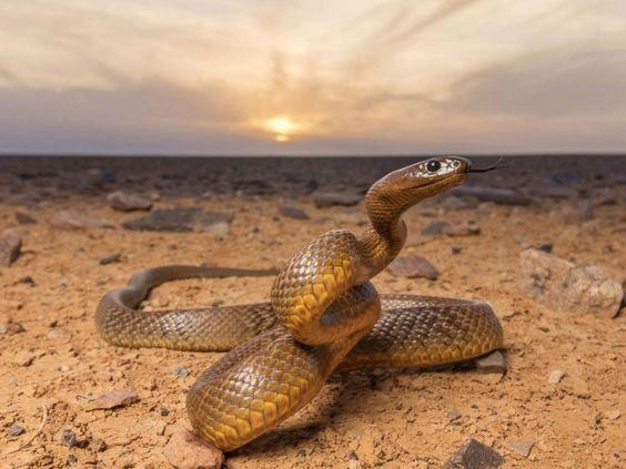 Picture 4 of The world's number 1 venomous snake and Mulga snake battle for survival, unexpected outcome!