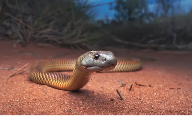 Picture 5 of The world's number 1 venomous snake and Mulga snake battle for survival, unexpected outcome!