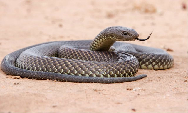 The world's number 1 venomous snake and Mulga snake battle for survival ...