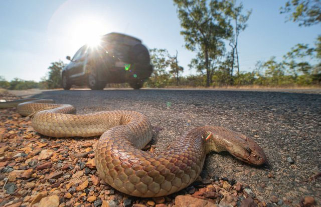 Picture 7 of The world's number 1 venomous snake and Mulga snake battle for survival, unexpected outcome!