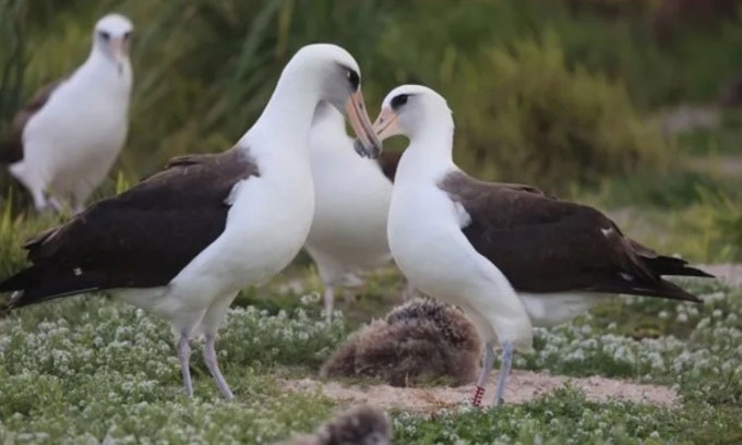 The world's oldest bird actively searches for new mates Picture 1