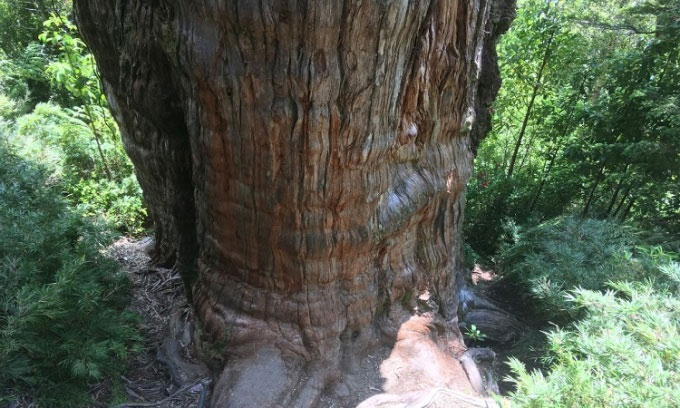 Picture 1 of The world's oldest tree is about to be officially recognized.