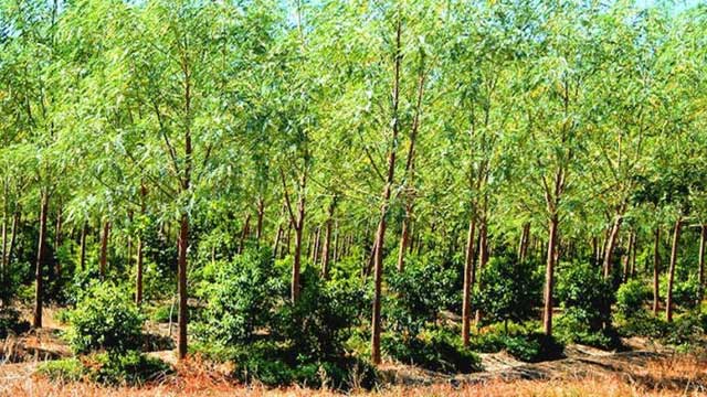 Picture 1 of The world's precious tree grown in Vietnam: From roots to leaves can be sold, essential oil costs 8,000 USD/liter