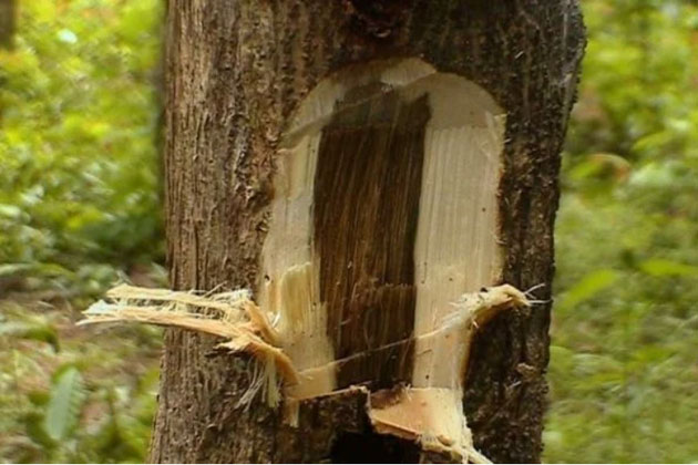 Picture 4 of The world's precious tree grown in Vietnam: From roots to leaves can be sold, essential oil costs 8,000 USD/liter