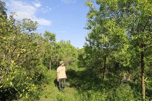 Picture 5 of The world's precious tree grown in Vietnam: From roots to leaves can be sold, essential oil costs 8,000 USD/liter