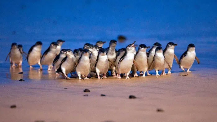 The world's smallest 5,200 penguins waddle on the beach in record parade Picture 1