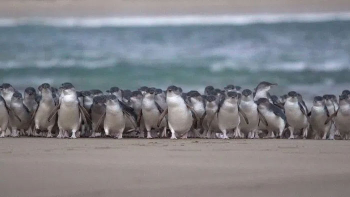 The world's smallest 5,200 penguins waddle on the beach in record parade Picture 2