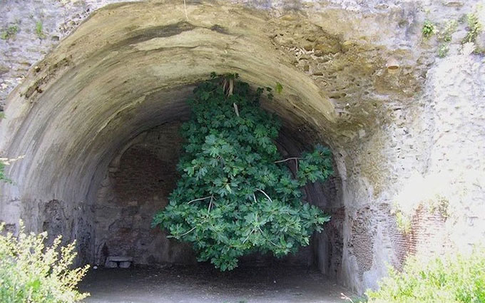 Picture 1 of The world's strangest tree defies all laws of physics