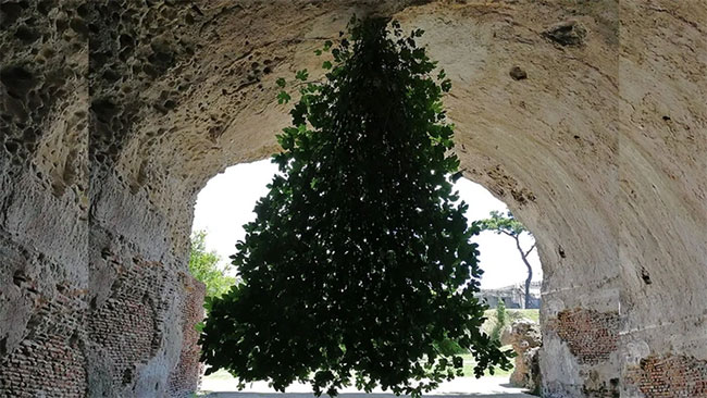 Picture 2 of The world's strangest tree defies all laws of physics