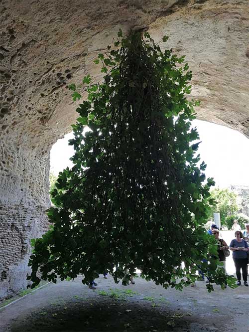 Picture 3 of The world's strangest tree defies all laws of physics