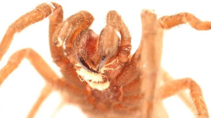 The worms in the mouth force the tarantula to starve to death Picture 1