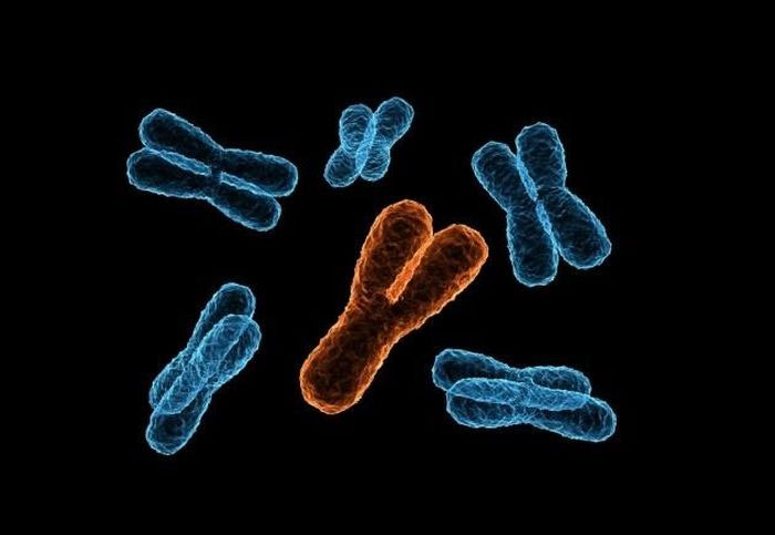Picture 1 of The Y chromosome is gradually disappearing, predicting that men have a new sex gene