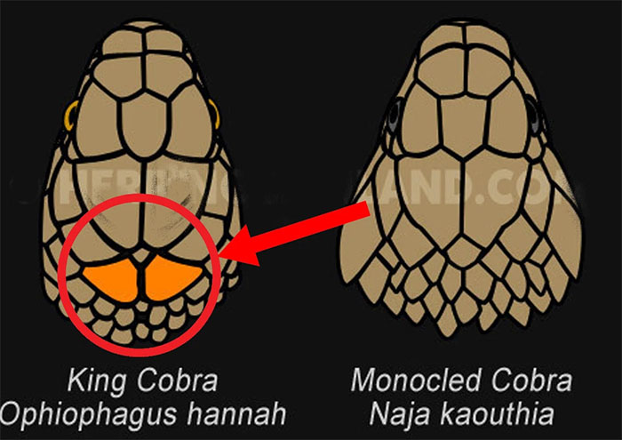 There are 270 different species of cobra, but just looking at this you will know which is the king cobra! Picture 4