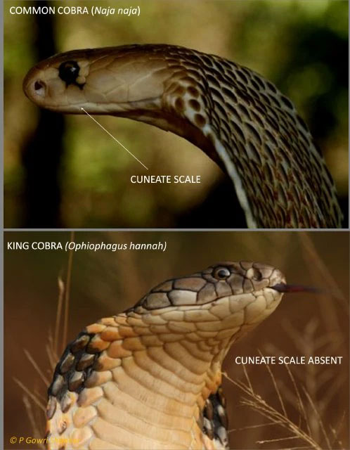 There are 270 different species of cobra, but just looking at this you will know which is the king cobra! Picture 5