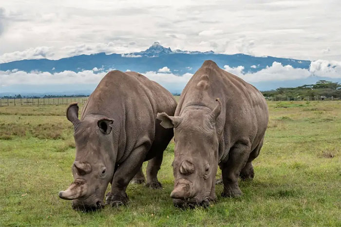 Picture 1 of There are only 2 northern white rhinos left, how to save them?