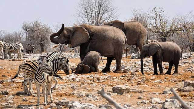 Picture 1 of There are so many wild animals in the African savannah, why have the natives never domesticated them?