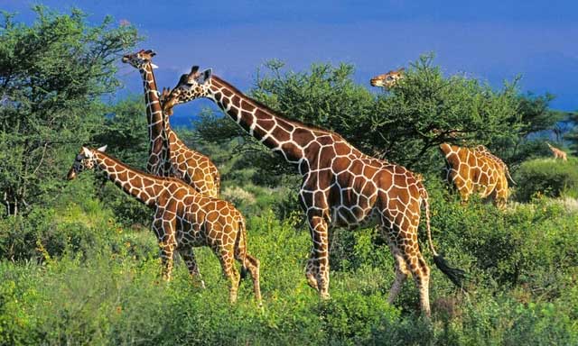 Picture 2 of There are so many wild animals in the African savannah, why have the natives never domesticated them?
