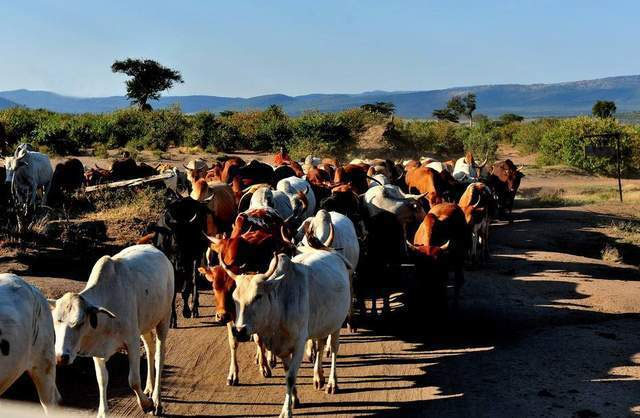 Picture 4 of There are so many wild animals in the African savannah, why have the natives never domesticated them?